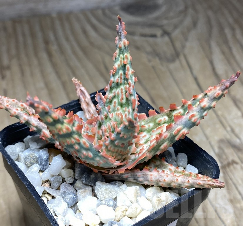 SHPR30074 Aloe hybrid TCT
