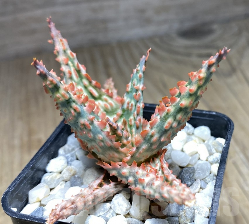 SHPR30074 Aloe hybrid TCT - Image 2