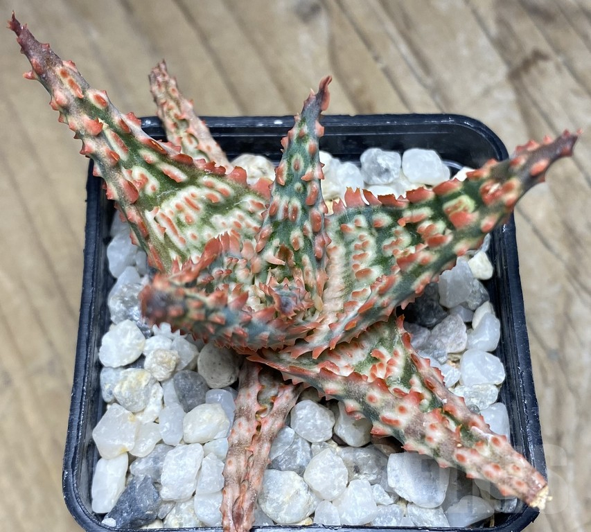 SHPR30074 Aloe hybrid TCT - Image 3