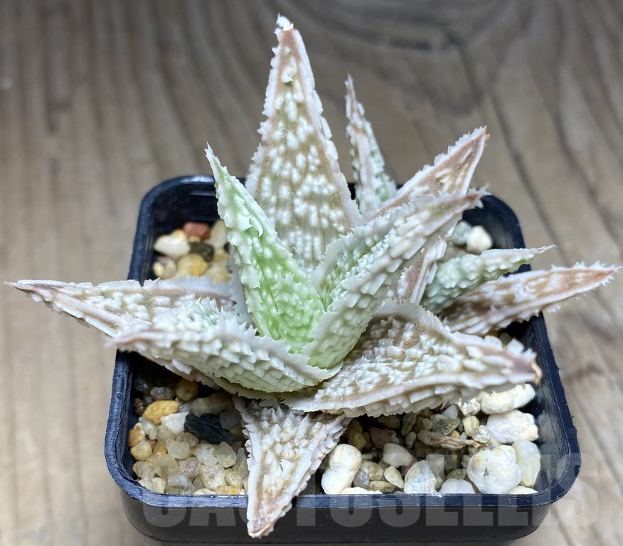 SHPR18245 Aloe TCT hybrid - Image 2