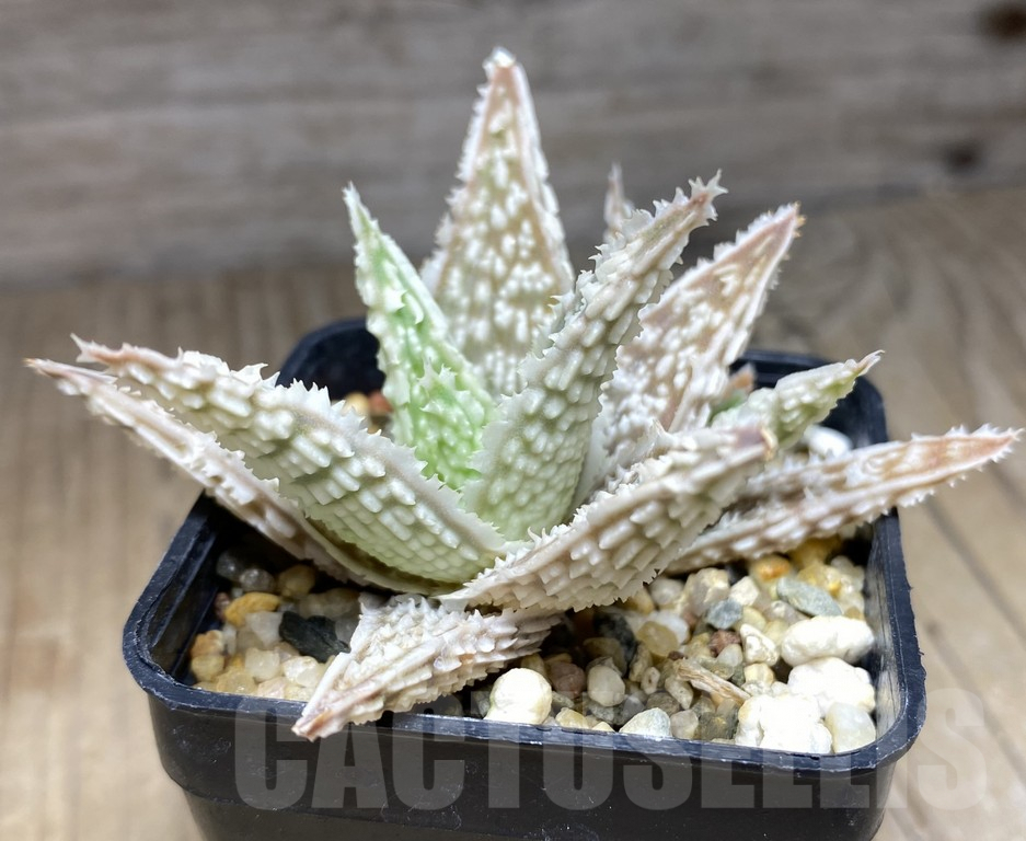 SHPR18245 Aloe TCT hybrid