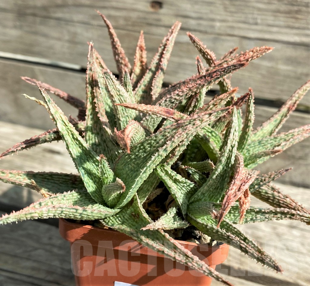 SHPR30079 Aloe hybrid - immagine 3