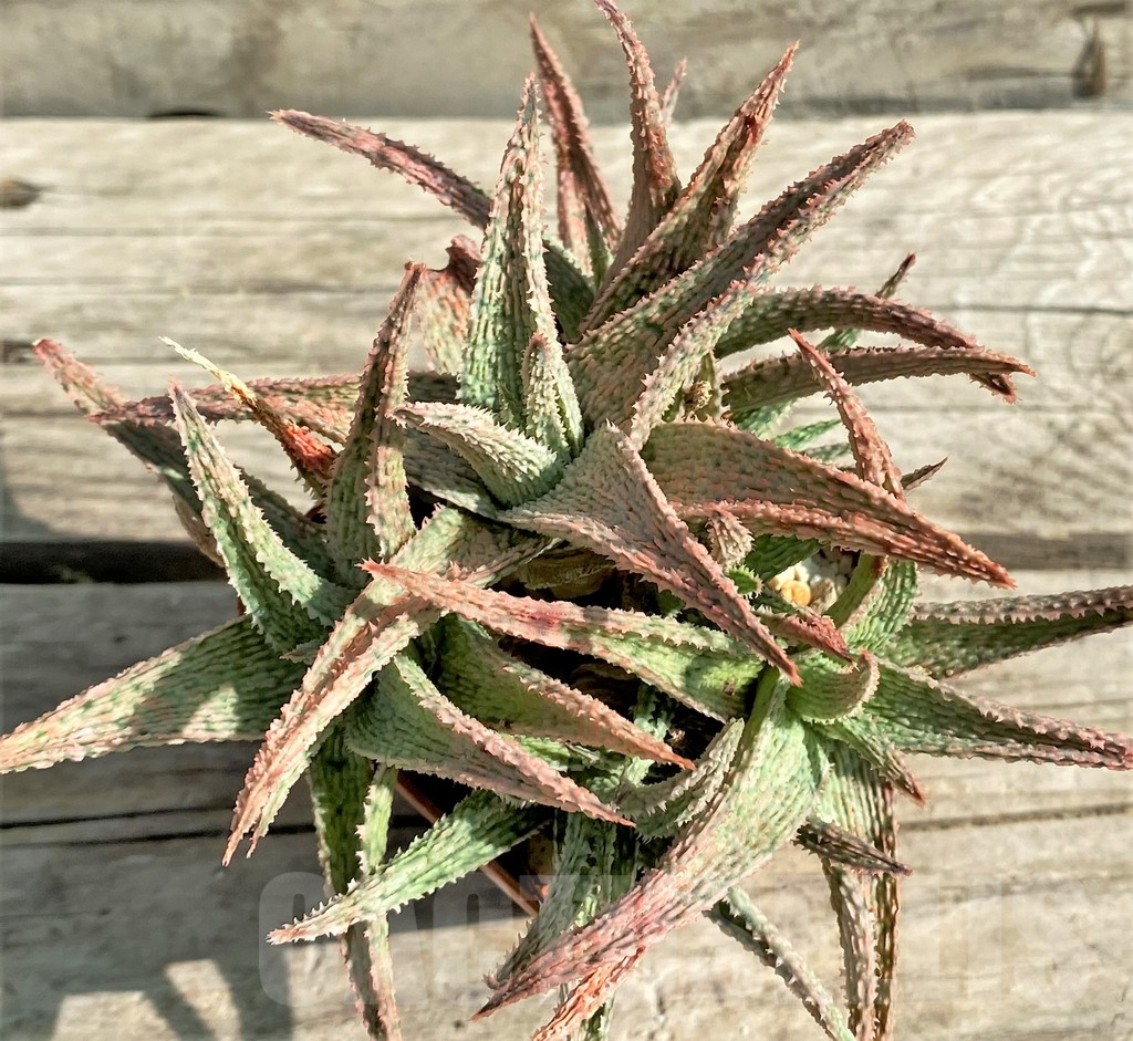 SHPR30079 Aloe hybrid - immagine 2