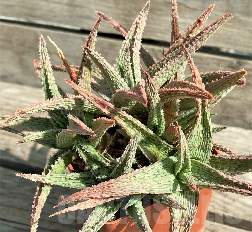 SHPR30079 Aloe hybrid