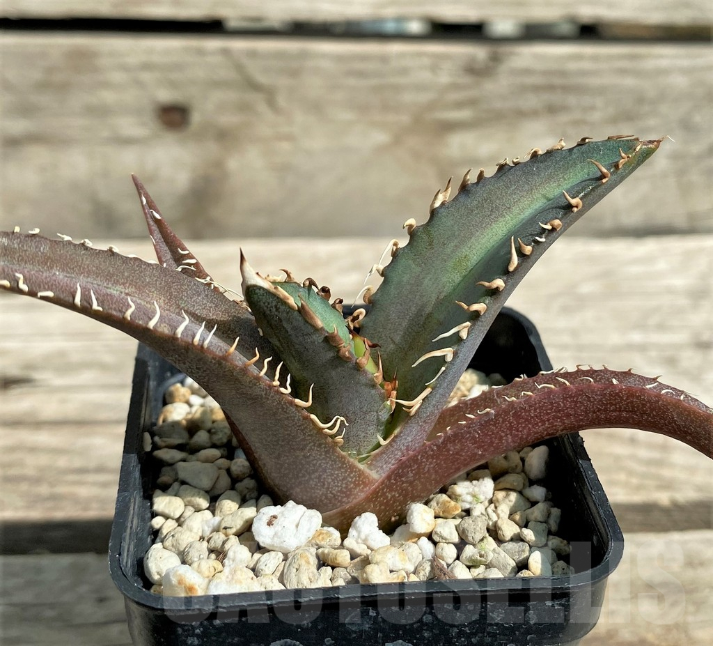 SHPR30100 Agave titanota ‘Red Catweezle’ - immagine 3