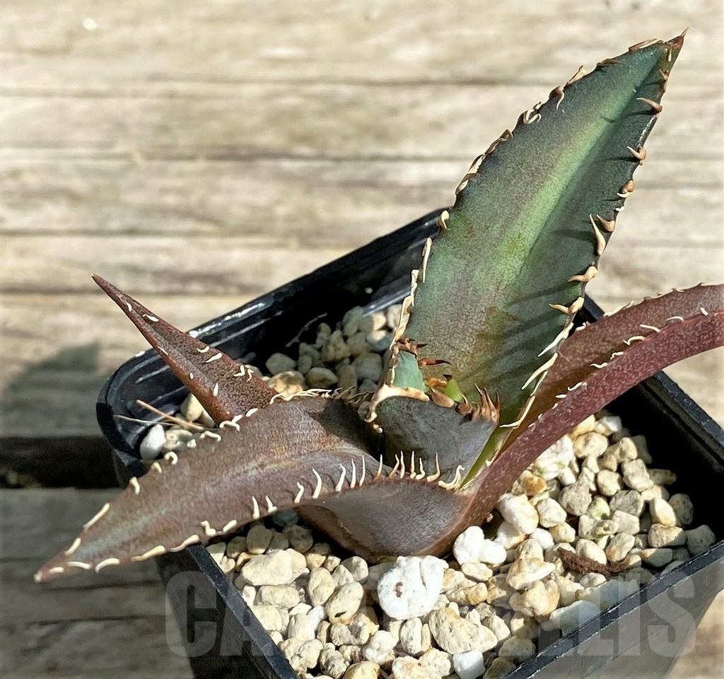 SHPR30100 Agave titanota ‘Red Catweezle’ - immagine 2