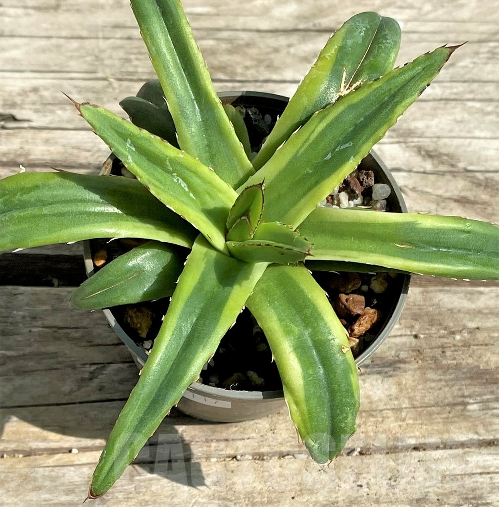 SHPR30117 Agave victoriae-reginae compact f. variegata