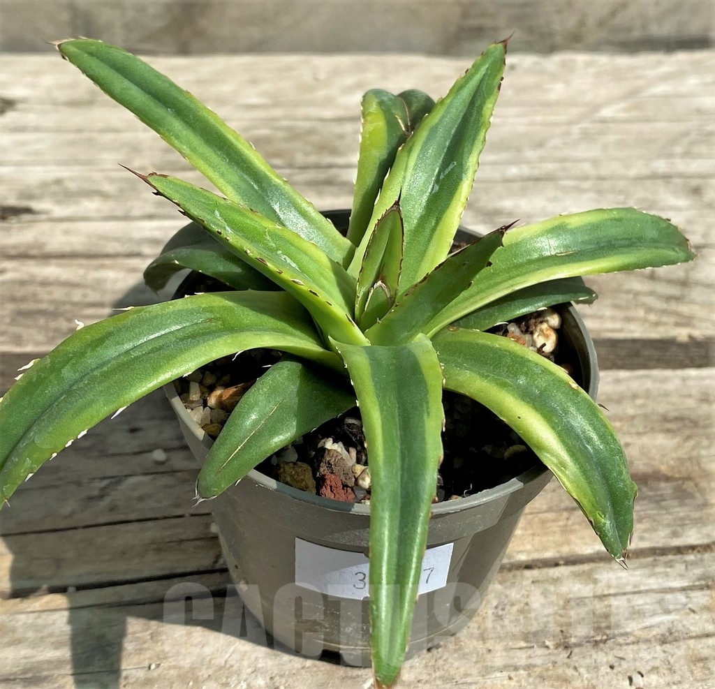 SHPR30117 Agave victoriae-reginae compact f. variegata – Image 2