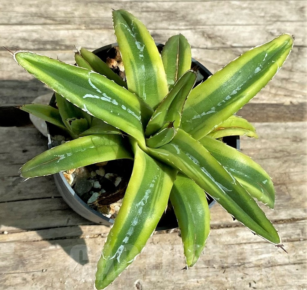 SHPR30118 Agave victoriae-reginae compact f. variegata