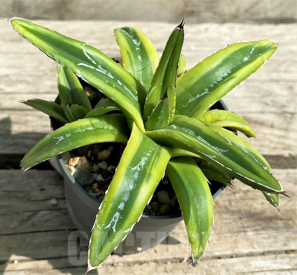 SHPR30118 Agave victoriae-reginae compact f. variegata – Image 2