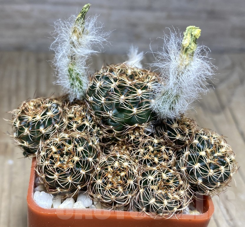 SHPR30124 Lobivia tiegeliana v.flaviflora