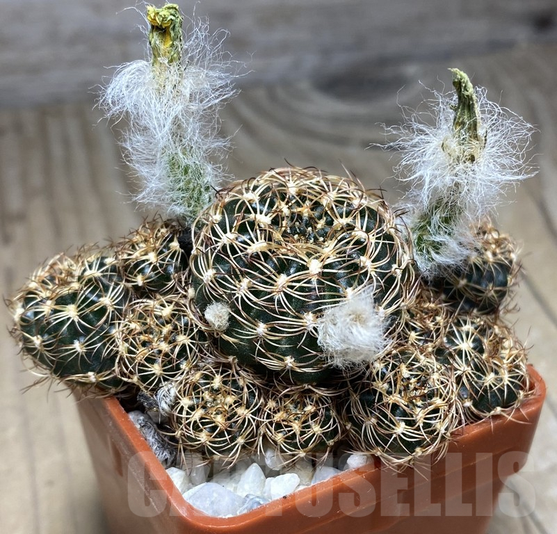 SHPR30124 Lobivia tiegeliana v.flaviflora - Image 2