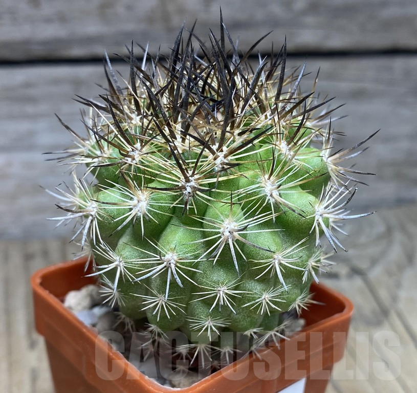 SHPR30126 Neoporteria nidus KK1432 -Ovale- ex M.G. 1034.1 - Image 2