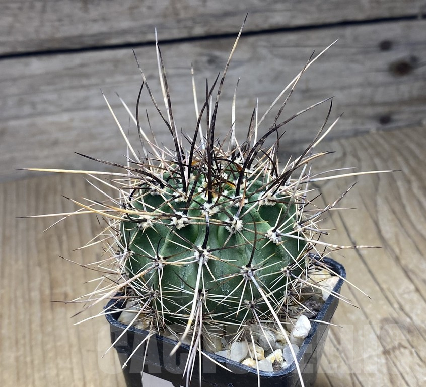 SHPR30127 Lobivia aurea v. robustior WR105