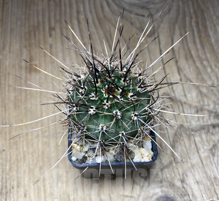 SHPR30127 Lobivia aurea v. robustior WR105 - Image 2