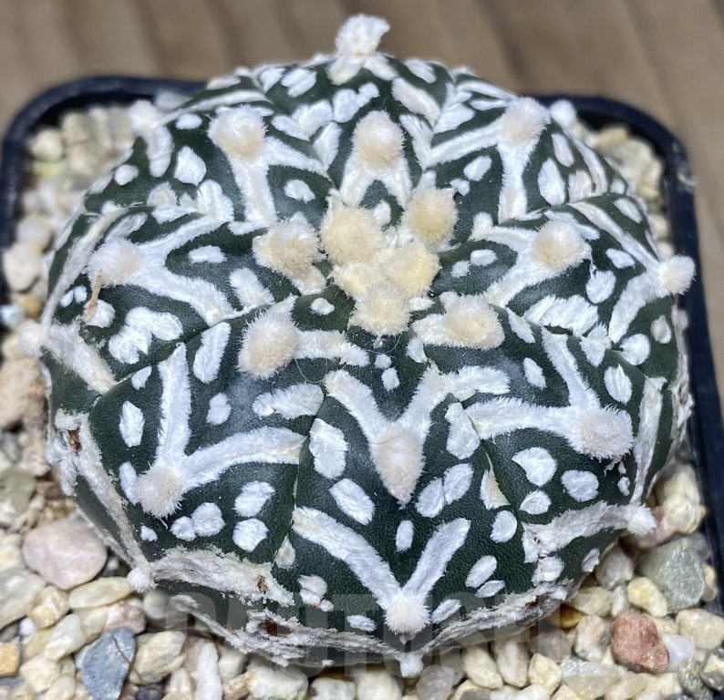 SHPR30130 Astrophytum asterias ‘Super Kabuto’ V-type