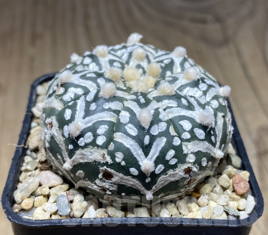 SHPR30130 Astrophytum asterias ‘Super Kabuto’ V-type - 画像 (2)