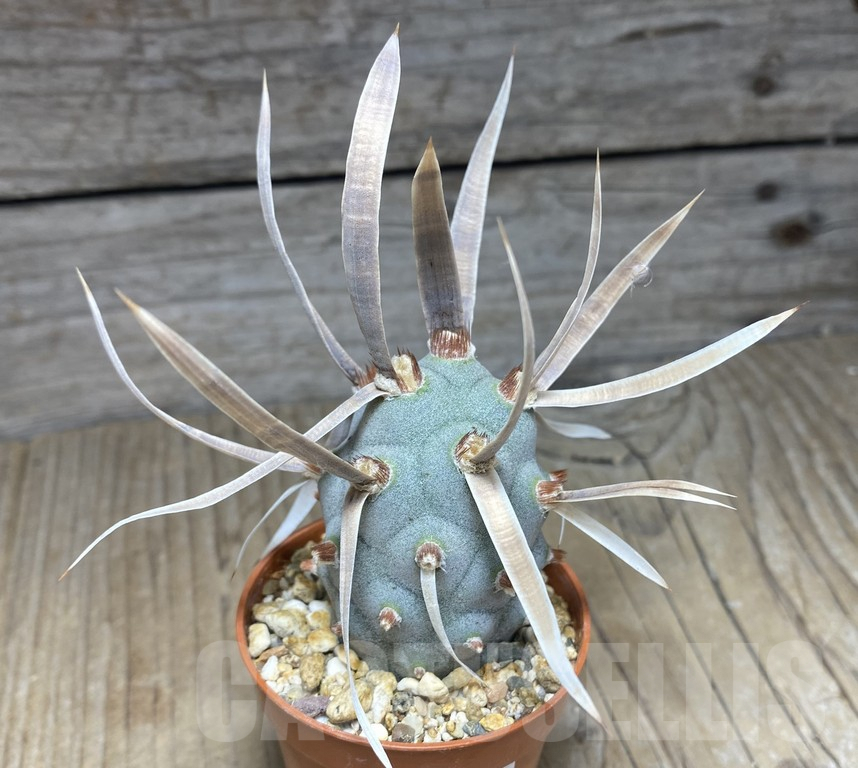 SHPR30132 Tephrocactus articulatus v. papyracanthus