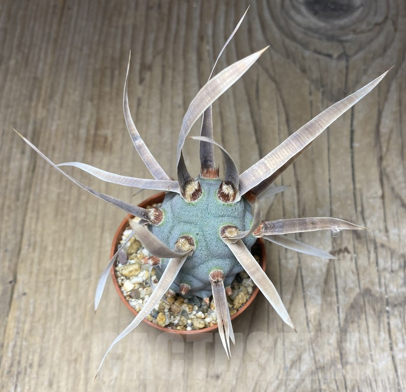 SHPR30132 Tephrocactus articulatus v. papyracanthus - 画像 (2)