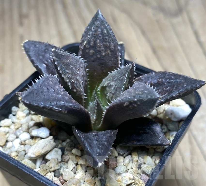SHPR30134 Haworthia hybrid