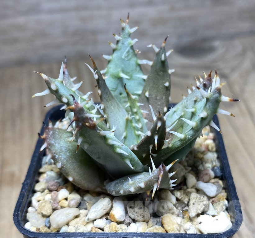 SHPR30135 Aloe erinacea – Bild 2