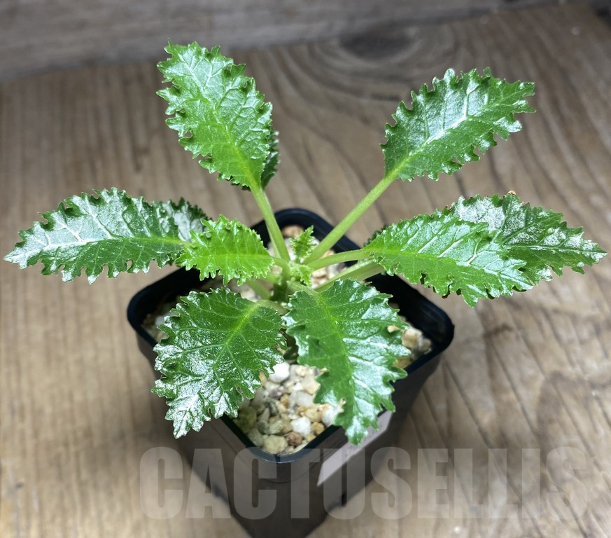 SHPR30136 Dorstenia horwoodii