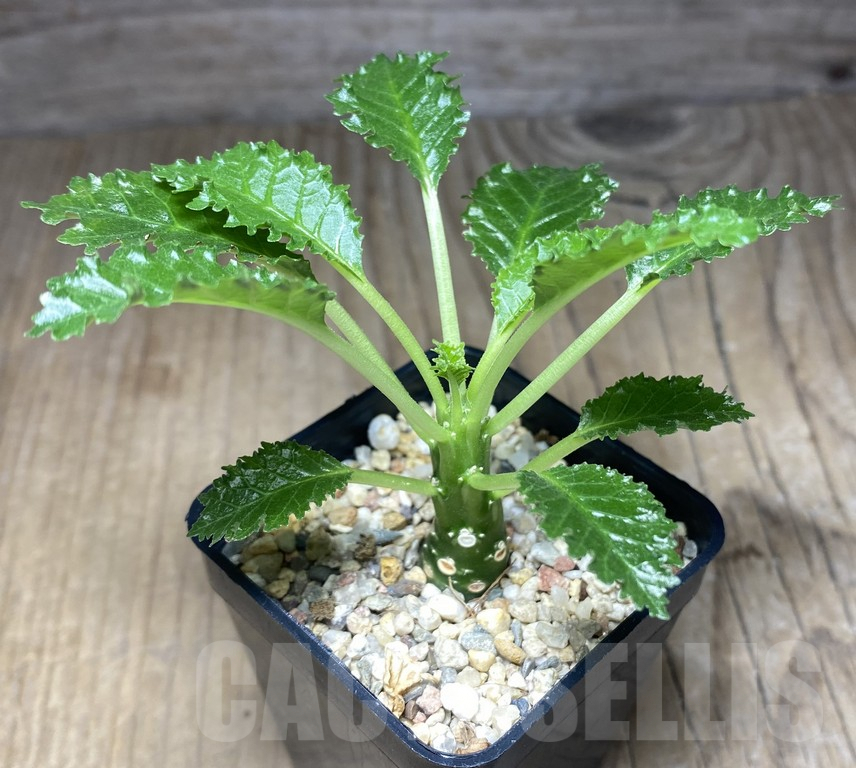 SHPR30136 Dorstenia horwoodii - Image 2