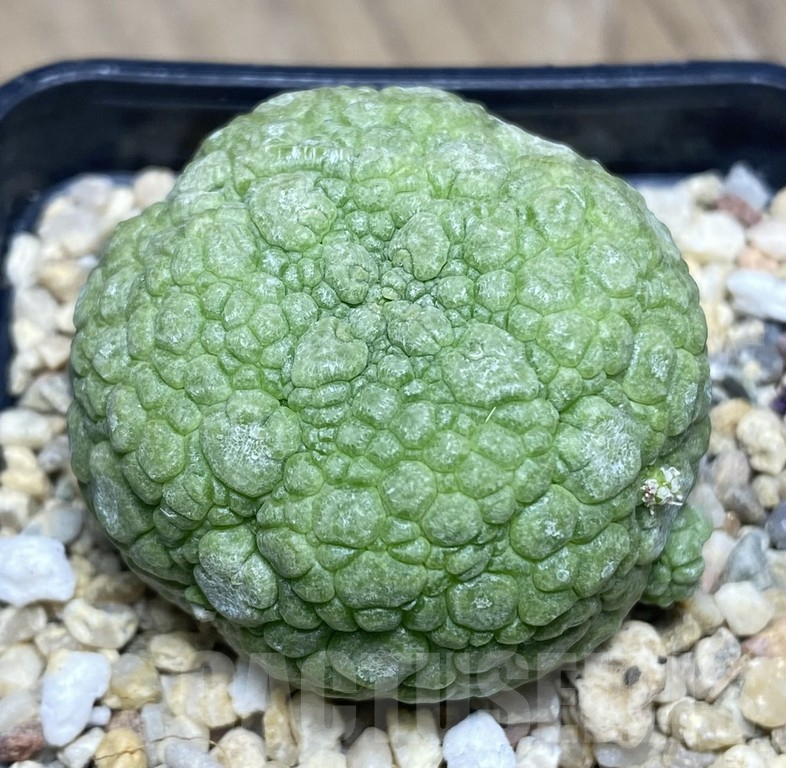 SHPR30138 Pseudolithos migiurtinus