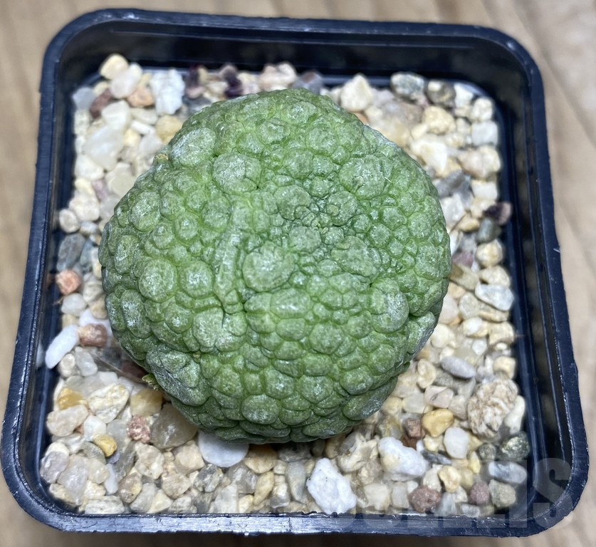 SHPR30138 Pseudolithos migiurtinus - Image 2