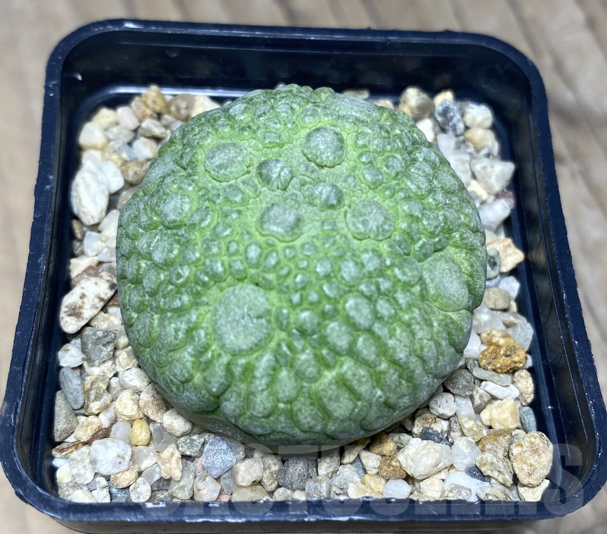 SHPR30139 Pseudolithos migiurtinus - Image 2