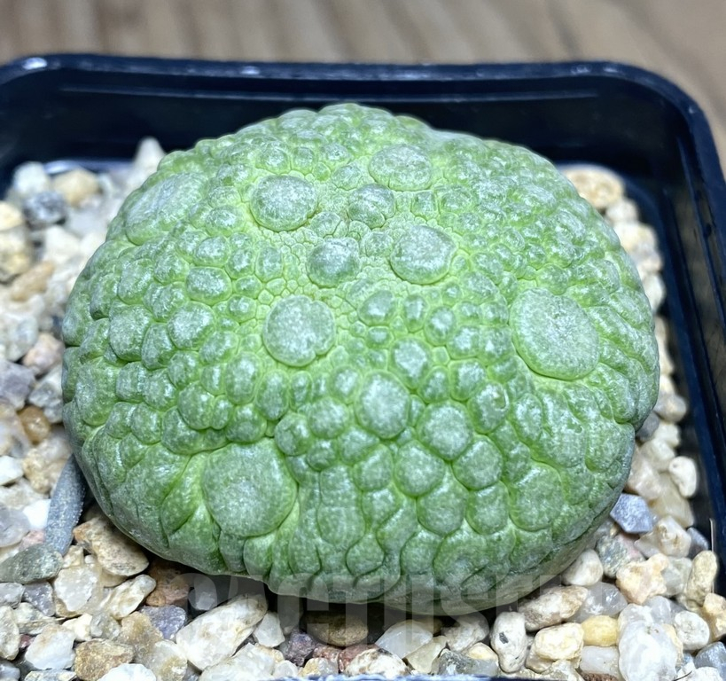 SHPR30139 Pseudolithos migiurtinus