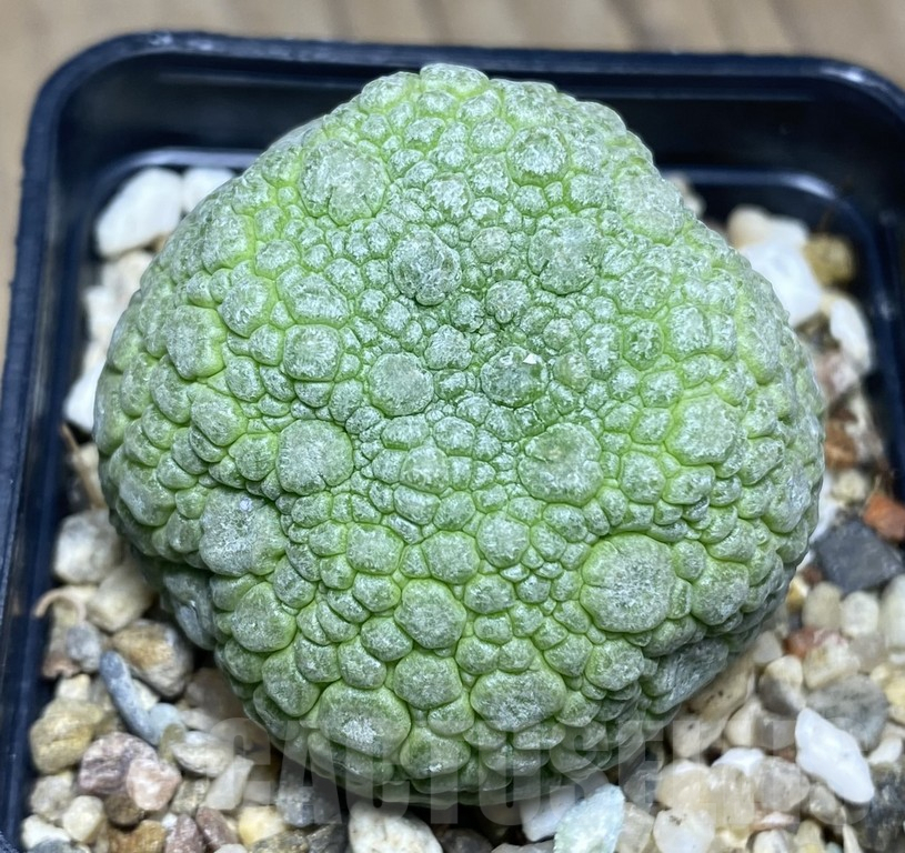SHPR30141 Pseudolithos migiurtinus