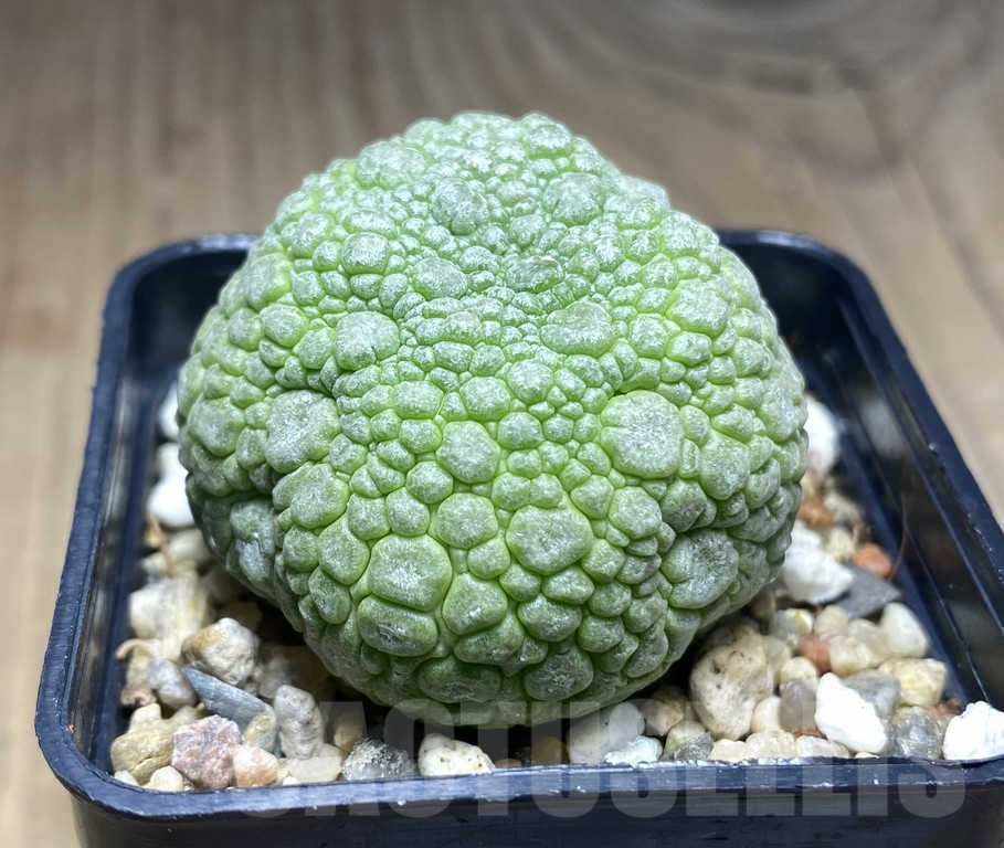 SHPR30141 Pseudolithos migiurtinus - Image 2