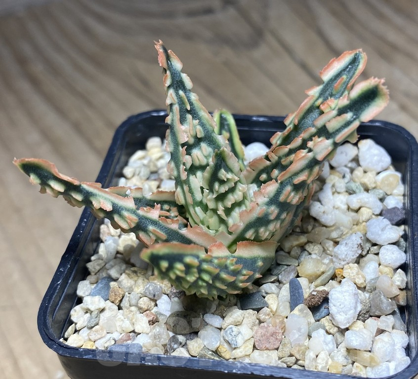 SHPR30144 Aloe hybrid TCT - Image 2