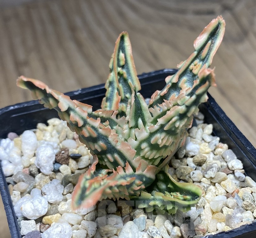 SHPR30144 Aloe hybrid TCT