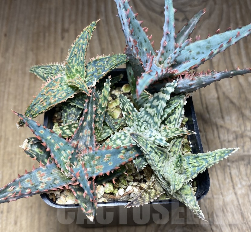 SHPR30148 Aloe hybrid mix 6 plants
