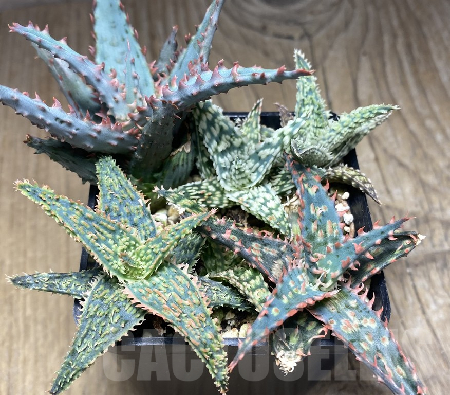 SHPR30148 Aloe hybrid mix 6 plants - immagine 2