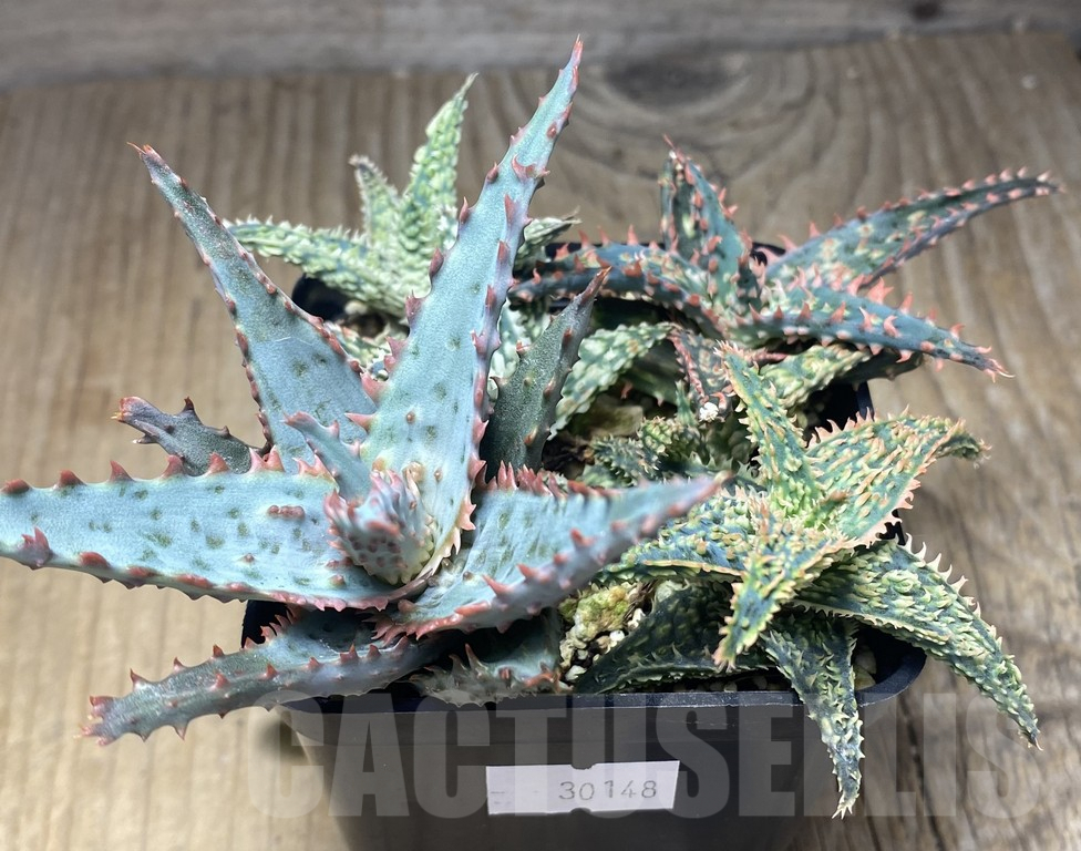 SHPR30148 Aloe hybrid mix 6 plants - immagine 3