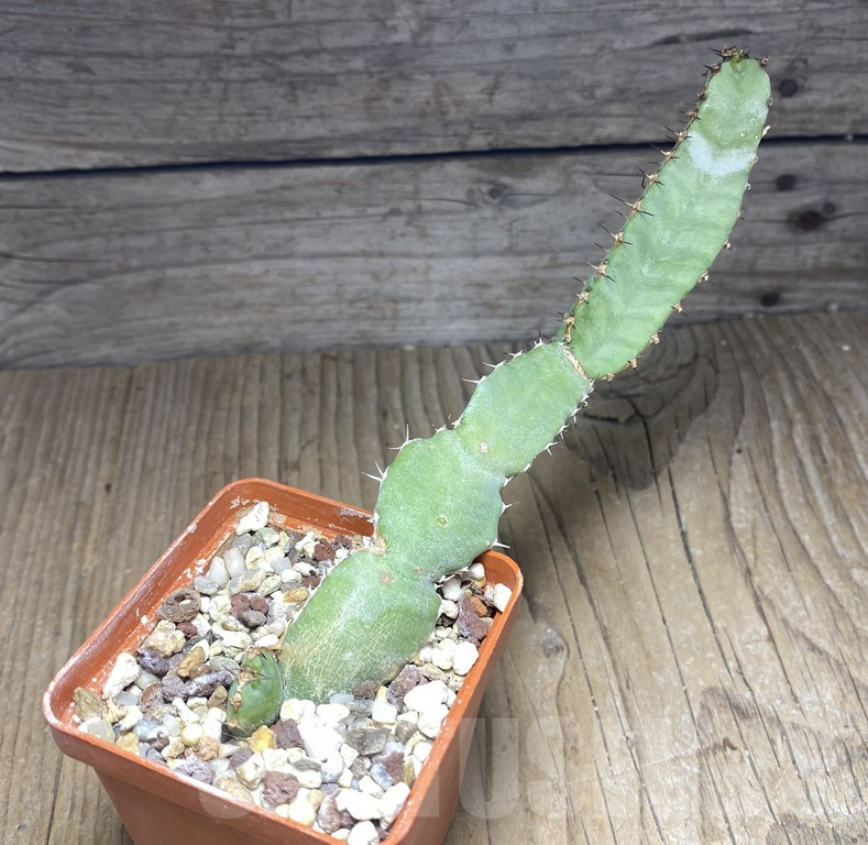 SHPR30149 Euphorbia opuntioides – Image 2