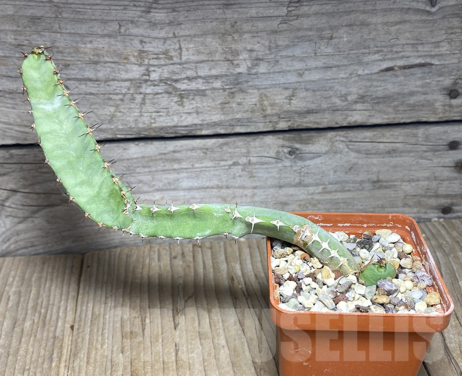SHPR30149 Euphorbia opuntioides – Image 3