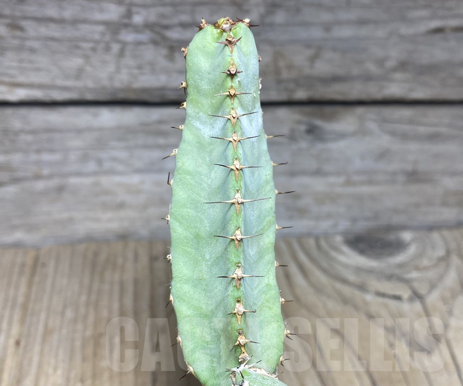 SHPR30149 Euphorbia opuntioides