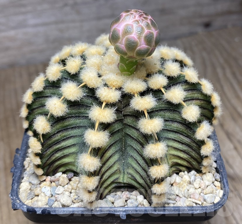SHPR30150 Gymnocalycium friedrichii VOS 1241 – Image 2