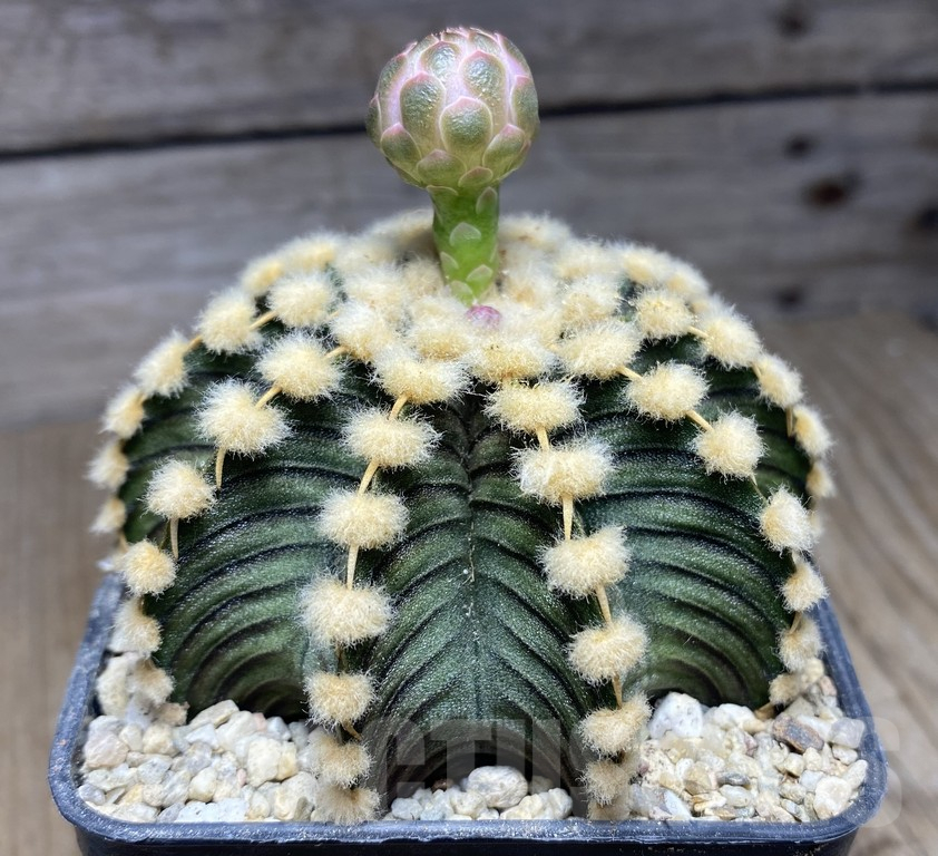 SHPR30150 Gymnocalycium friedrichii VOS 1241 – Image 3