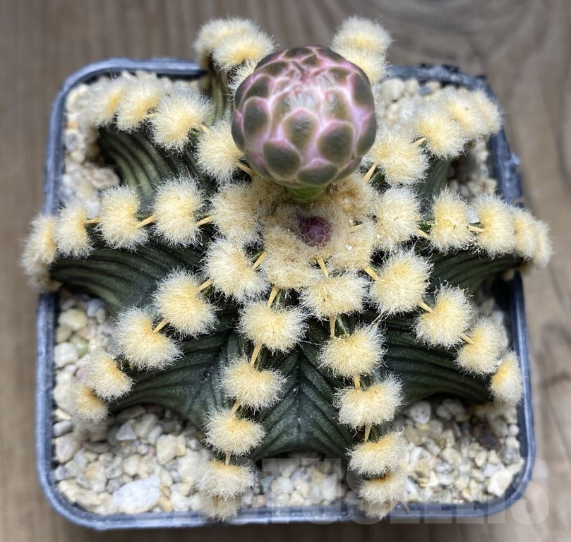SHPR30150 Gymnocalycium friedrichii VOS 1241