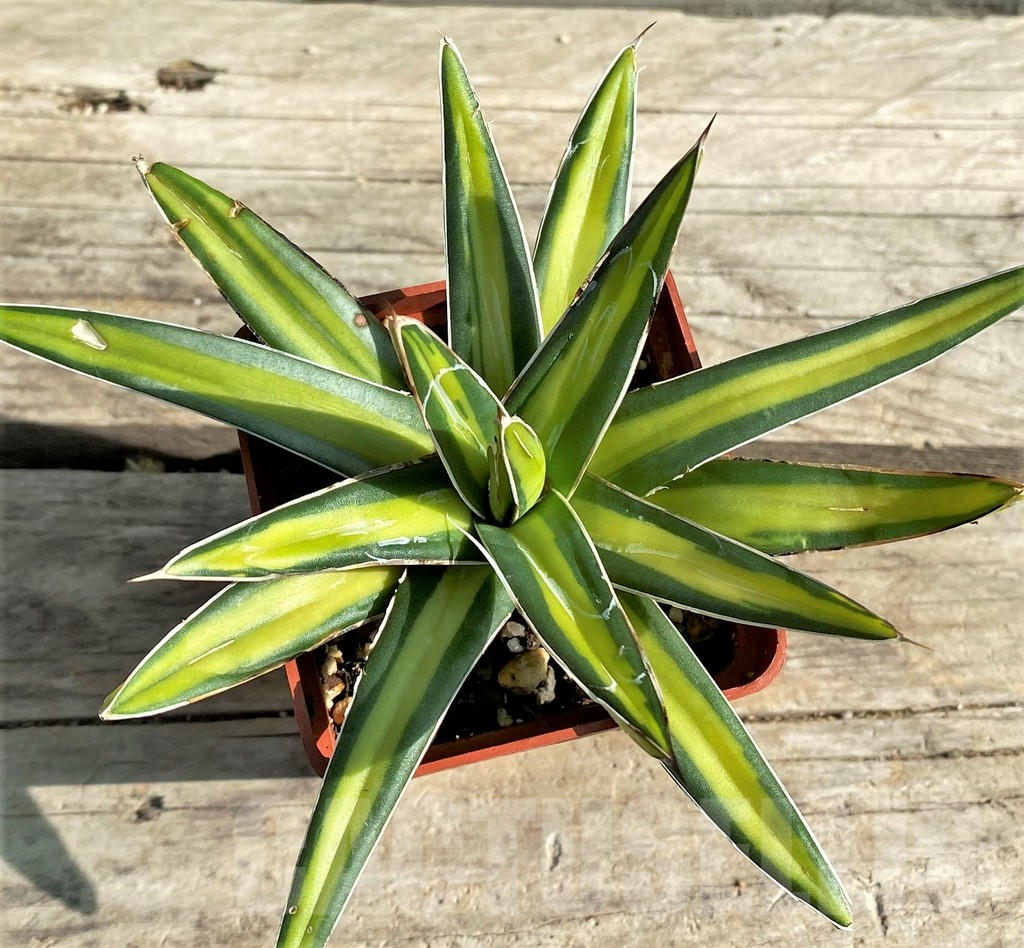 SHPR30203 Agave victoriae-reginae ‘Mediopicta’ – Bild 3