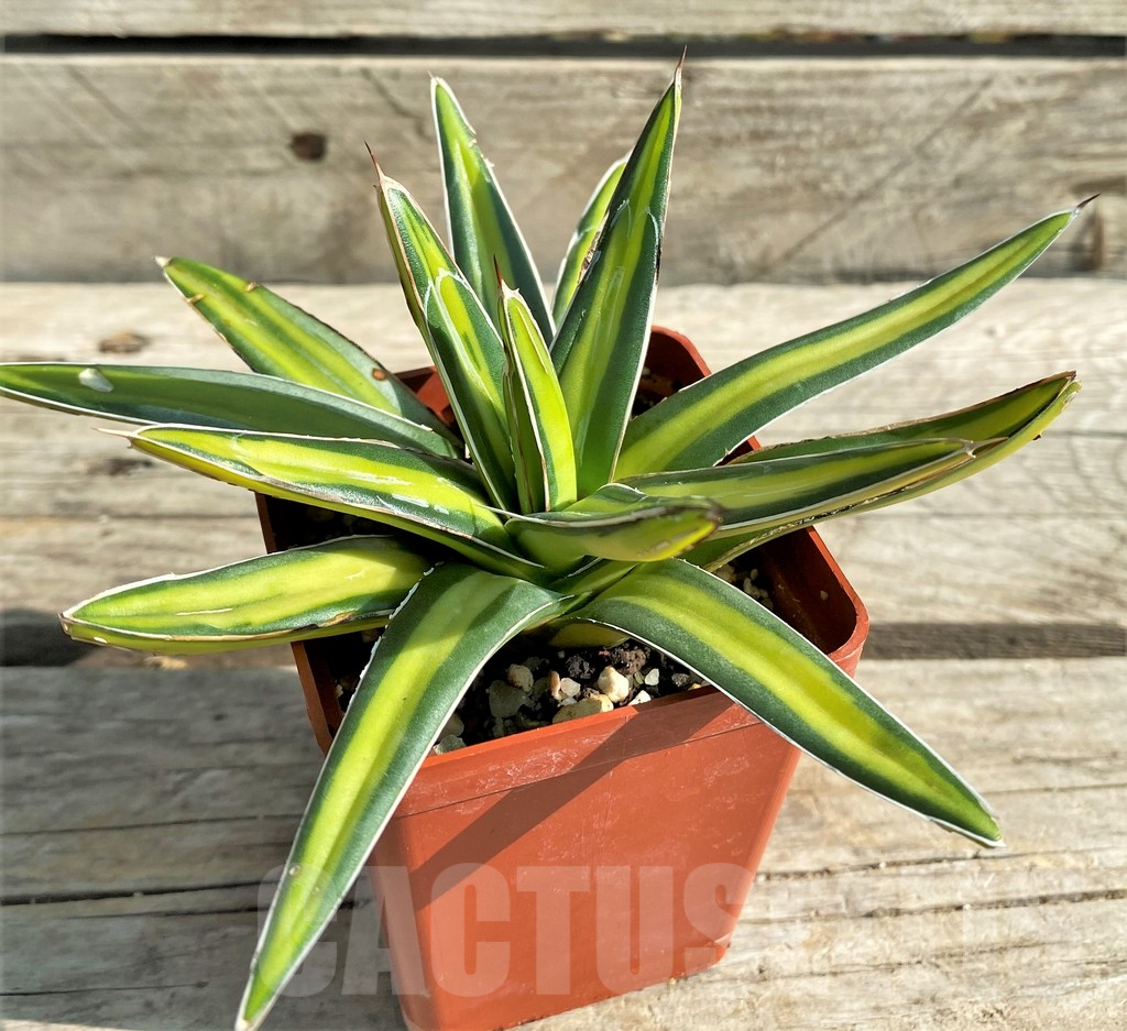 SHPR30203 Agave victoriae-reginae ‘Mediopicta’ – Bild 2