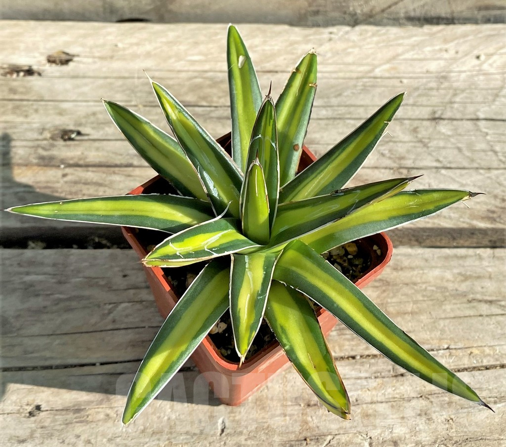 SHPR30203 Agave victoriae-reginae ‘Mediopicta’