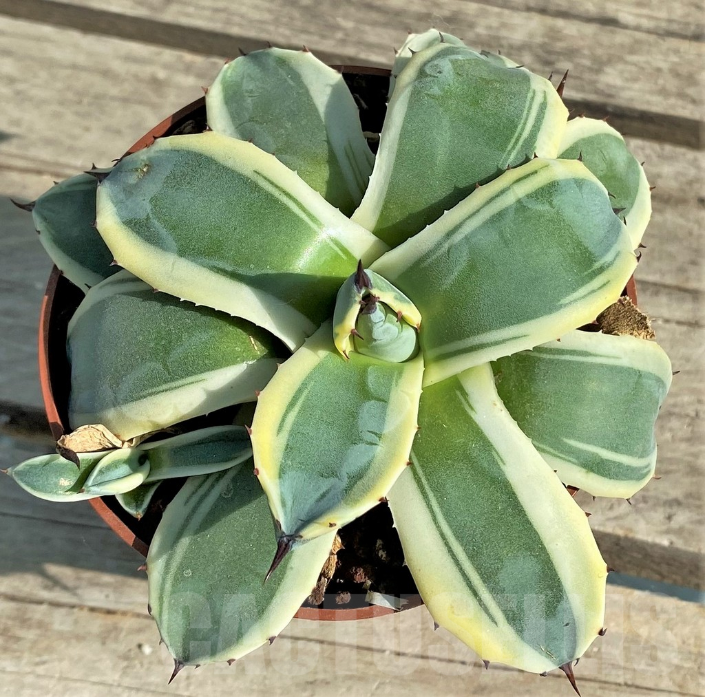 SHPR30205 Agave patoni f. variegata