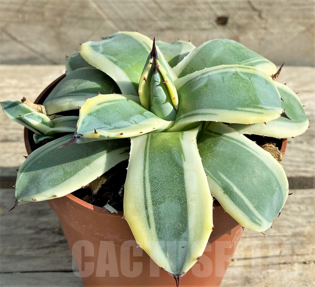 SHPR30205 Agave patoni f. variegata – Image 2
