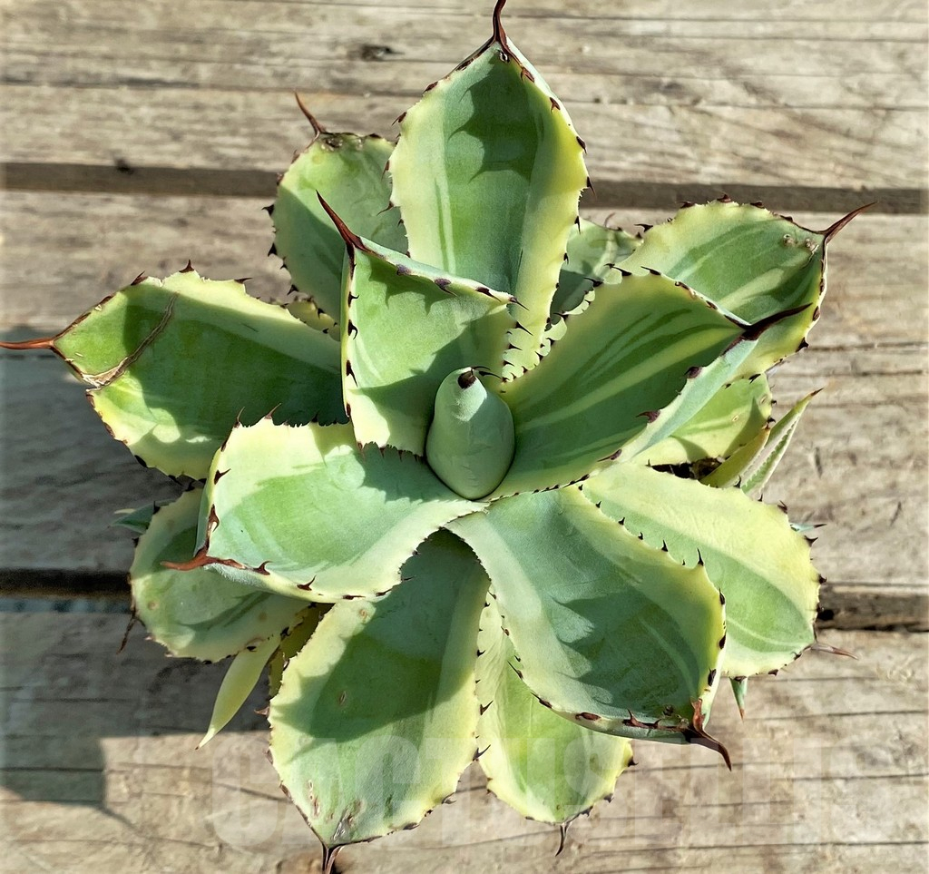 SHPR30206 Agave 'Desert Diamond'